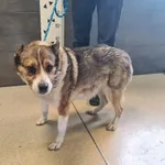 Przyjęty: 2025-11-04 Gmina: Jaworzno Płeć: Suka Opis: mieszaniec, tricolor