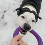 Pies do adopcji, Milanówek, 15 lutego 2026