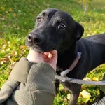 Pies do adopcji, Bełchatów, 30 września 2025