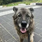 Pola – 12-letnia dama szuka spokojnego domu ❤️