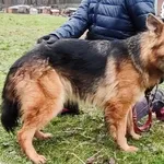 Pies do adopcji, Zgierz, 5 listopada 2025