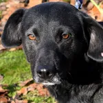 Znaleziono psa, Pieckowo, 4 listopada 2025