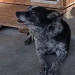 Pies do adopcji, Racibórz, 4 listopada 2025