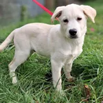 Pies do adopcji, Olsztyn, 24 października 2025