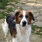 Pies do adopcji, Pabianice, 12 września 2025