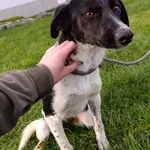 Pies do adopcji, Bełchatów, 30 września 2025