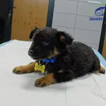 Pies do adopcji, Szczecin, 4 listopada 2025