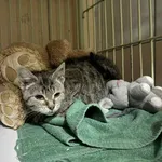 Znaleziono kota, Chojnice, 5 października 2025