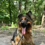 Pies do adopcji, Oborniki, 13 lipca 2025