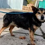 Znaleziono psa, Pieckowo, 4 listopada 2025