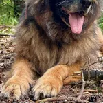 SZIRA – duża dama o wielkim sercu szuka domu ?❤️