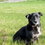 Pies do adopcji, Bełchatów, 29 listopada 2021