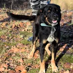 Znaleziono psa, Pieckowo, 4 listopada 2025