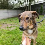Pies do adopcji, Bełchatów, 25 maja 2023