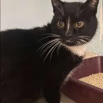 Stella