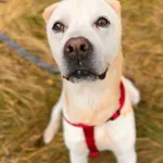 Pies do adopcji, Sosnowice, 5 sierpnia 2025