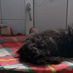 Znaleziono psa, Lublin, 4 listopada 2025