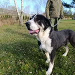 Pies do adopcji, Bełchatów, 19 sierpnia 2025