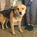 Znaleziono psa, Chełmek, 5 listopada 2025