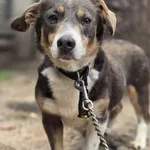 Majk - pies z trudną przeszłością