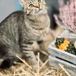 Kot do adopcji, Piła, 5 września 2025