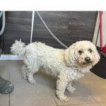 Znaleziono psa, Białystok, 1 listopada 2025