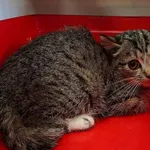 Znaleziono kota, Lublin, 6 listopada 2025