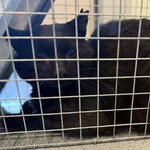 Znaleziono kota, Lublin, 5 listopada 2025