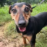 Pies do adopcji, Oborniki, 17 sierpnia 2025