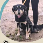 Znaleziono psa, Dąbrówka, 4 listopada 2025