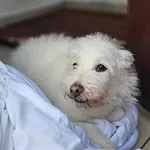 Lawenda to starsza sunia, która została zabezpieczona interwencyjnie. Jej wcześniejszy właściciel niezbyt się nią przejmował. Przez kilka lat nie była u weterynarza, nie była leczona. Jej zęby są w ka