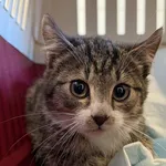 Znaleziono kota, Lublin, 5 listopada 2025