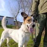 Pies do adopcji, Bełchatów, 26 maja 2025