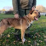 Pies do adopcji, Bełchatów, 30 listopada 2024