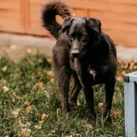 Pies do adopcji, Czartki, 6 listopada 2025