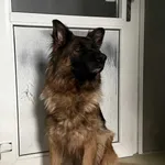 Znaleziono psa, Lublin, 3 listopada 2025