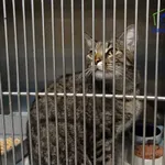 Znaleziono kota, Szczecin, 6 listopada 2025