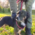 Pies do adopcji, Bełchatów, 8 października 2025