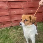 Znaleziono psa, Czartki, 5 listopada 2025