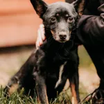 Pies do adopcji, Czartki, 6 listopada 2025