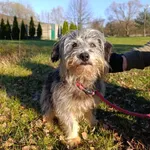 Pies do adopcji, Bełchatów, 8 października 2025