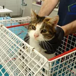 Znaleziono kota, Szczecin, 7 listopada 2025