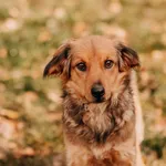 Pies do adopcji, Czartki, 7 listopada 2025