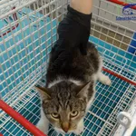 Znaleziono kota, Szczecin, 7 listopada 2025