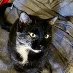 Kot do adopcji, Wałbrzych, 28 września 2025