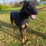 Pies do adopcji, Bełchatów, 18 września 2025