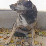 088997 Pela pływaczka