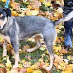 Znaleziono psa, Pieckowo, 6 listopada 2025