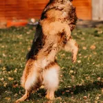 Pies do adopcji, Czartki, 7 listopada 2025