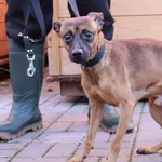 Znaleziono psa, Łódź, 5 listopada 2025